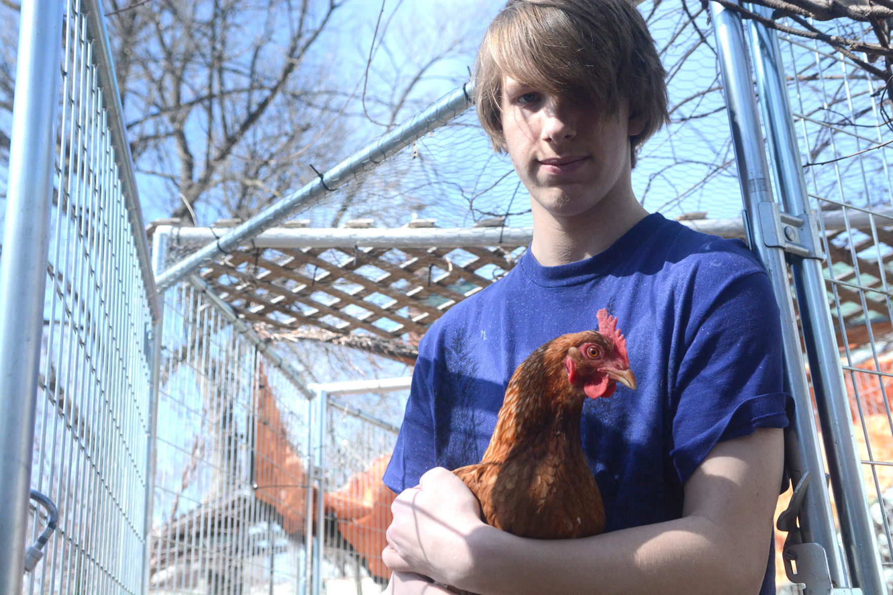 Urban chickens (copy)